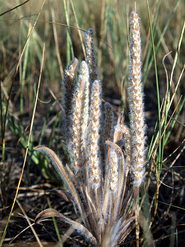 Plantago aristata